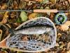 IMG-20191101-WA0000